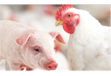 Mercados de frango e suínos: entre estabilidade e expectativas de aquecimento